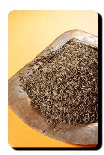 Harvest of black cumin in Kerman