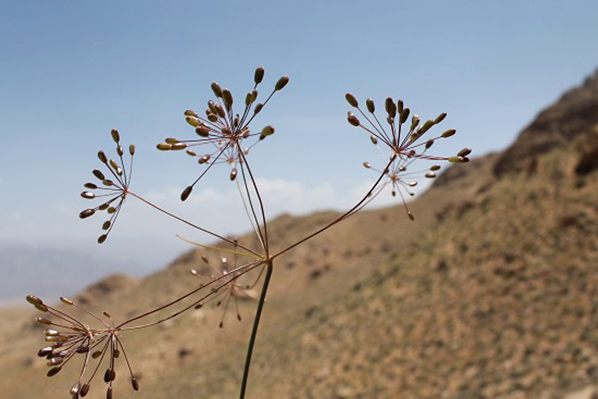 mountain Cumin in Kerman, Iran